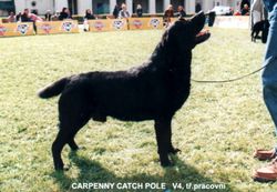 CARPENNY CATCH POLE